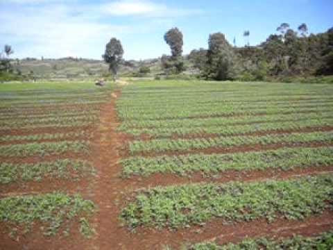 africhem-nursery